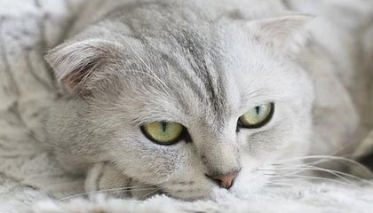 那曲高价上海医保提取2025的最新政策(2025年那曲上海医保怎么提取现金分享)